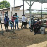 INIA promueve instalación de núcleos genéticos de ganado en Huarochirí y Cajatambo - Perú