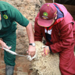 Inician desparasitación de 600 ovinos en distrito Peruano