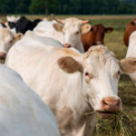 Gripe bovina ha llegado a campos de América del Sur en Brasil