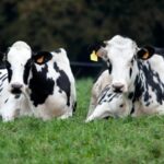 Novedoso avance con sello español en la lucha contra la tuberculosis bovina