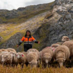 Pasco - Perú: invierten S/ 1.6 millones en crianza de ovino de raza mejorada