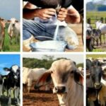 Venezuela: Se produce 45% de la carne y 40% de los lácteos que se necesitan