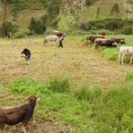 Apuestan por la ganadería en Huancavelica