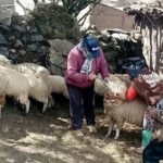 Dosificaron a 4,622 vacunos y ovinos en Acobamba - Perú