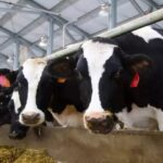 Producción Mundial: Desde finales de 2021, el suministro de leche se ha reducido
