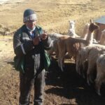 Agro Rural entrega 2,550 kits veterinarios para proteger al ganado de las heladas