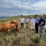 Destacan las potencialidades del ganado de raza limusina de España