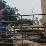 SENASA emite más de tres mil pases sanitarios para la movilización segura de ganado