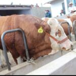 Entregarán 60 establos para potenciar producción lechera en Perú