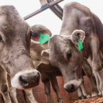 Pasco: entregan ganado vacuno Brown Swiss a asociaciones de Yarusyacán