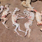 Alta mortalidad de alpacas y ovinos en Huancavelica