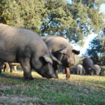 Identifican un mecanismo clave para la formación del virus de la peste porcina africana