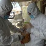 SENASA controla brotes de influenza aviar en aves domésticas en Cajamarca
