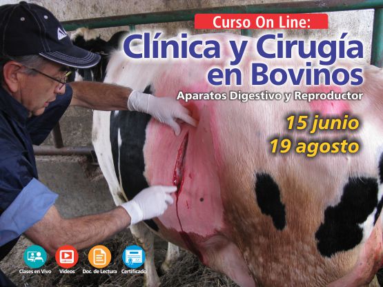 cirugia_en_bovinos